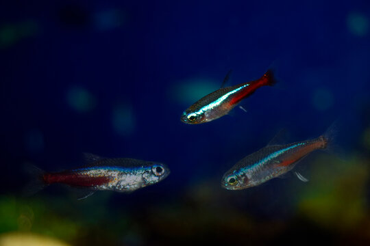 Blue neon aquarium fish swim.  Fish is blue-red-gray. Paracheirodon innesi-Latin name.
