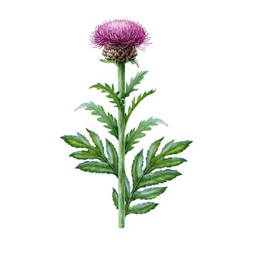 Maral root medicinal herb watercolor botanical illustration. Hand drawn Rhaponticum carthamoides vintage style plant on white background. Herbal medicine, botanical clipart, natural remedy plant