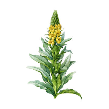 Common mullein plant with leaves and flower on white background. Hand drawn Verbascum thapsus vintage style medicinal herb botanical watercolor illustration. Great mullein natural remedy ingredient