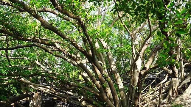 Banyan Tree at Anping Tree House in Tainan, Taiwan - 台湾 台南 安平樹屋