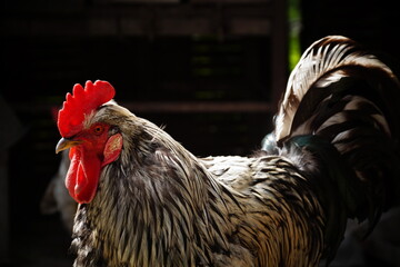 rooster in the farm © Alice