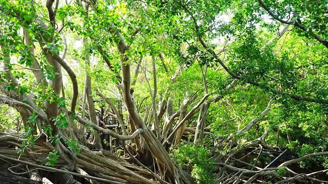 Banyan Tree at Anping Tree House in Tainan, Taiwan - 台湾 台南 安平樹屋