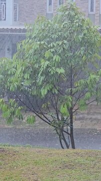 A powerful tropical thunderstorm unceasingly hammers down sheets of heavy rain onto lush green trees and wet foliage, blurring the landscape under an overcast grey sky in Southeast Asia.