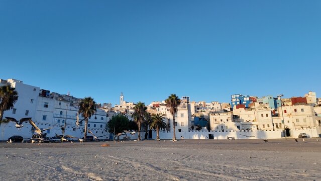 Tangier medina cityscape featuring traditional white buildings, vibrant colorful houses, and green palm trees under a bright blue sky, with seagulls flying over the foreground
