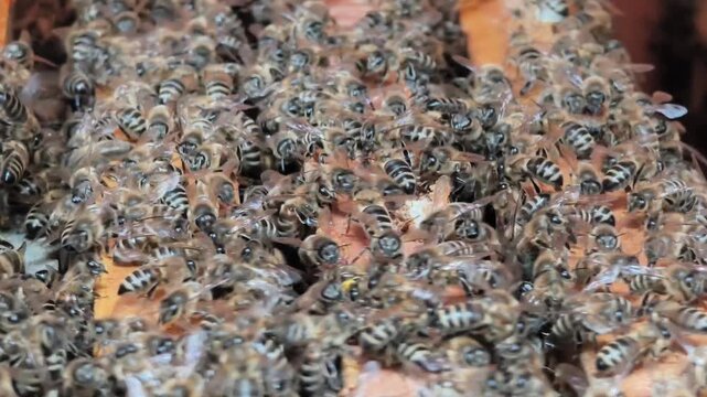 Close-up video of numerous honey bees crawling and working on the top of wooden frames inside a beehive in an apiary.