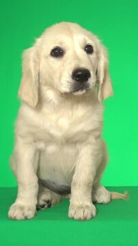 golden retriever puppy on green background