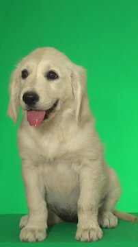 golden retriever puppy on green background
