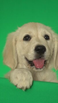 golden retriever puppy on green background