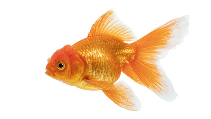 Fototapeta premium Isolated beautiful vibrant orange pet goldfish with elegant flowing fins swimming peacefully