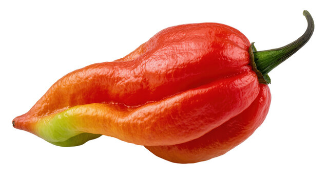 Isolated vibrant red-orange Bhut Jolokia ghost chili pepper with wrinkled texture