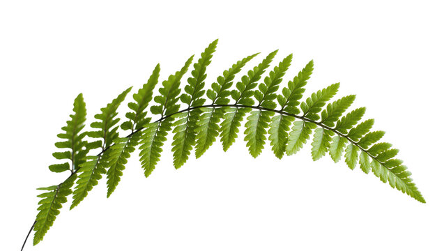 Isolated fresh green fern frond, elegant natural leaf for botanical design and decoration