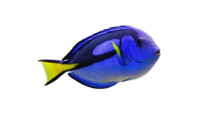 Isolated vibrant blue tang fish, exotic tropical marine life in oceanic waters