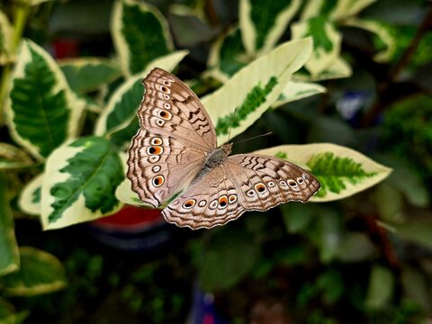 Junonia atlites, commonly known as the grey pansy butterfly, perched gracefully on a green leaf. This delicate butterfly is recognized by its pale grey wings adorned with intricate eye spots and wavy 