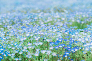Fototapeta premium ゴールデンウィークに楽しむネモフィラの花 5月の爽やかな青い花畑