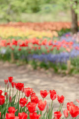 Obraz premium カラフルなチューリップ畑 5月 春の華やかな花の風景
