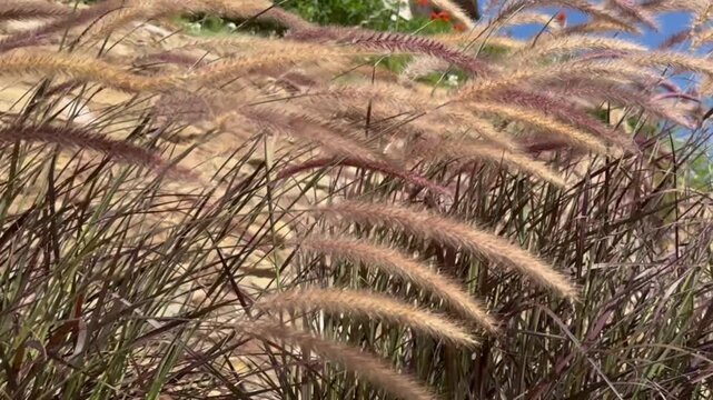 Red Pennisetum ornamental grass flowing in the wind at sunset