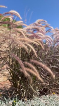 Red Pennisetum ornamental grass flowing in the wind at sunset