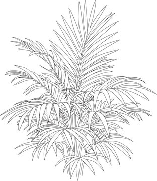 A detailed black and white line drawing depicts a palm frond. The illustration showcases the intricate, spiky leaves of the palm plant.