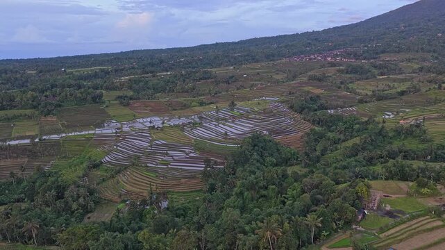 Jatiluwih rice terraces aerial view in bali indonesia