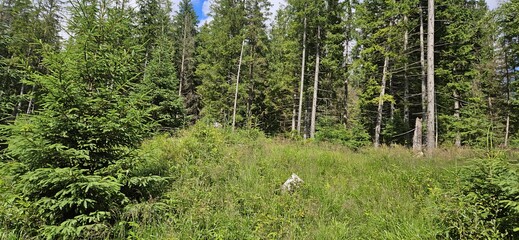 Krajobraz zielonego lasu latem © Asnyko