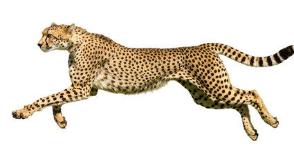 Isolated wild African cheetah running swiftly with dynamic energy and elegant powerful stride © Sergiu
