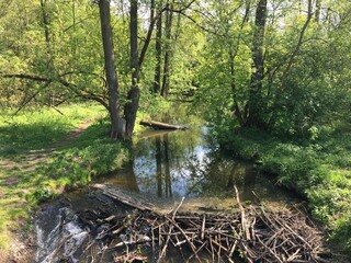 Rzeka w Polsce wśród lasu i pień drzewa w rzece i bobrami w rzece. © Marek