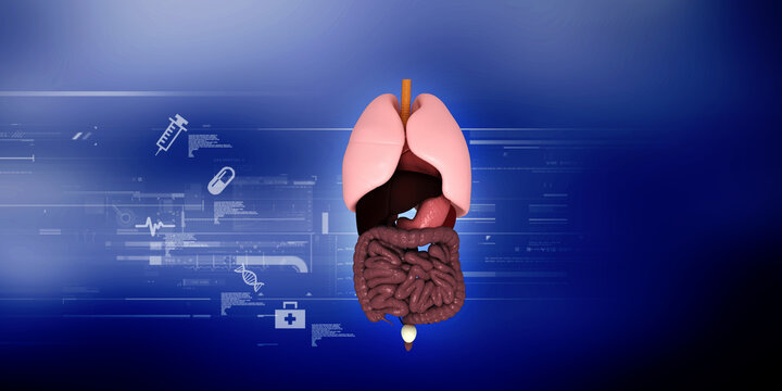 
3d illustration human digestive system