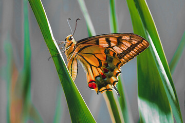 This high-resolution macro photograph features an Old World Swallowtail (Papilio machaon) resting on a blade of green grass. The image showcases the exquisite detail of the butterfly's orange. © JOSÉ FRCO. ST.