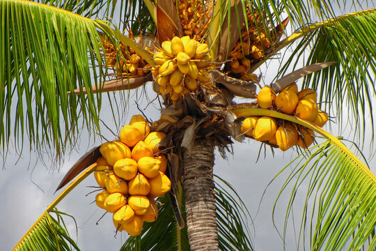 A detailed close-up shot of a lush palm tree bearing multiple heavy clusters of bright yellow coconuts. The vibrant fruit stands out against the green fronds and textured trunk, capturing a quintessen