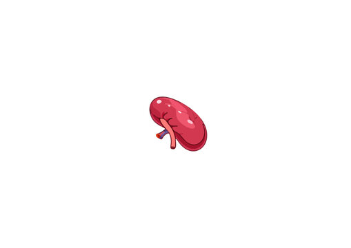 spleen
