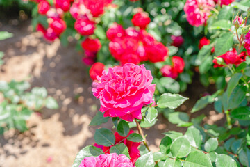 Fototapeta premium 母の日 赤ピンクのバラのクローズアップ 5月の華やかな花