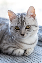 Naklejka premium Portrait of a British Shorthair cat