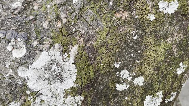 tree bark texture with green moss and white lichen