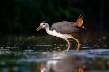 Fototapeta premium Close-up of a waterbird foraging in shallow water, captured at a low angle with a beautiful reflection. The bird is dipping its beak into the water while searching for food, showcasing natural behavio