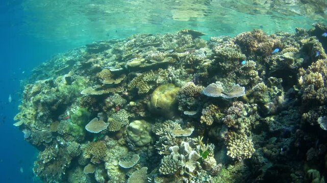 Healthy corals and colorful fish thrive on a shallow coral reef in Fiji. This South Pacific island group harbors high marine biodiversity and is a popular destination for divers and snorkelers.
