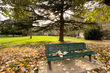 Fototapeta premium Yellow maple leaves with bench at parks is a colourful carpet