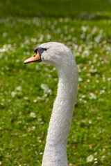 Obraz premium A lone swan grazes in a meadow in the park.