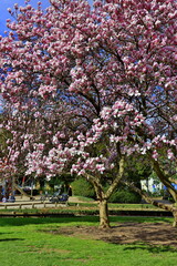 Fototapeta premium Blühender Magnolienbaum im Stadtgarten in Freiburg im Breisgau
