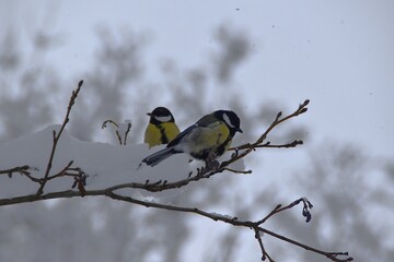 Great tits in winter. © Mia Menni