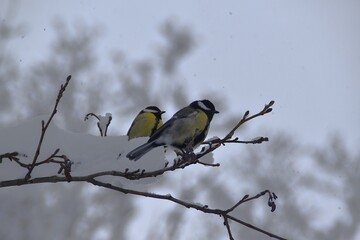 Great tits in winter. © Mia Menni