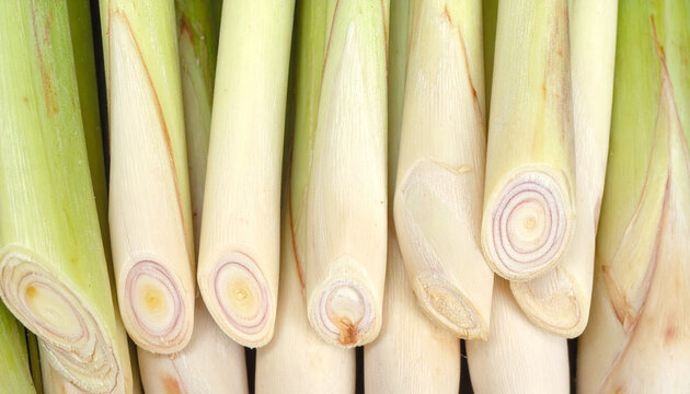 Close up of fresh lemongrass stalks on a white background culinary herb