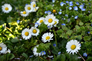 Frühlngsweise mit Gänseblümchen und Persischem Ehrenpreis © christiane65