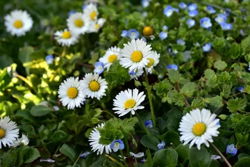 Frühlngsweise mit Gänseblümchen und Persischem Ehrenpreis © christiane65