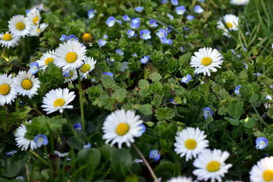 Fr&uuml;hlngsweise mit G&auml;nsebl&uuml;mchen und Persischem Ehrenpreis