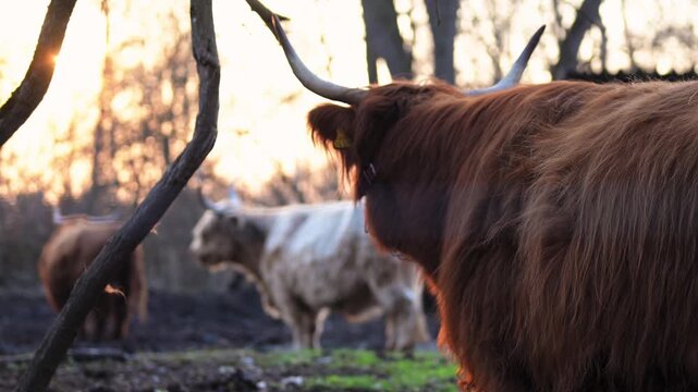 Braunes schottisches Hochlandrind steht auf Weide und streckt Kopf zu Ast im Gegenlicht