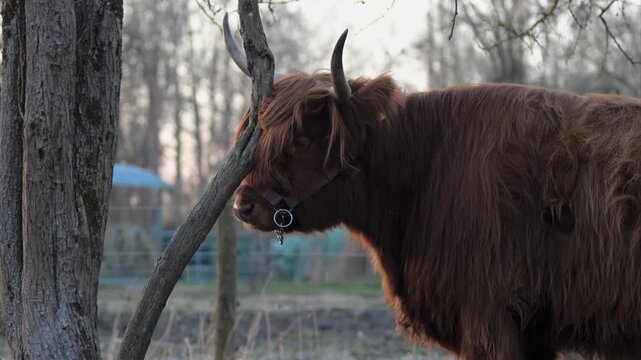 Schottisches Hochlandrind reibt Kopf an Ast auf Weide im Abendlicht