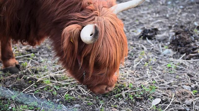 Schottisches Hochlandrind grast auf Weide in Nahaufnahme
