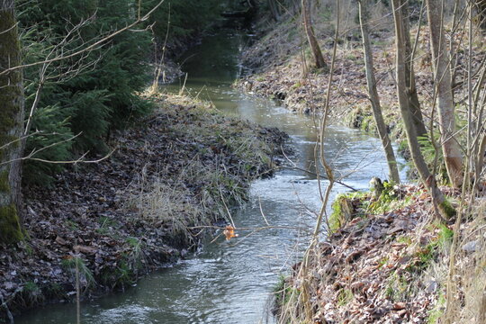 Wilder Bach