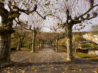 Fototapeta premium alley of trees in autumn 
