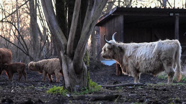 Schottische Hochlandrinder mit K&auml;lbern auf Weide neben Unterstand im Abendlicht